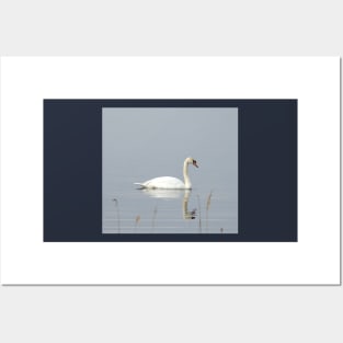 Swan, nature, wild birds, wildlife gifts Posters and Art